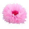 Бумажный цветок 40 см розовый+амарантовый